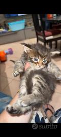 Maine Coon