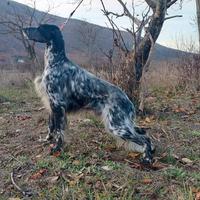 Setter inglese