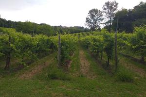 Vigneto prosecco docg Vittorio Veneto