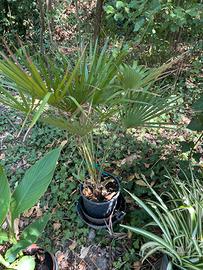 Pianta di palma