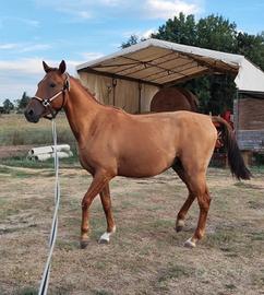 Cavallo castrone 4 anni per passeggiate