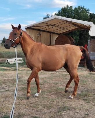 Cavallo castrone 4 anni per passeggiate