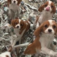 Cavalier King