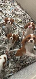 Cavalier King