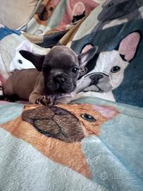 Bulldog francese