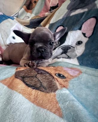 Bulldog francese
