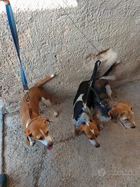 Cani da caccia 2 femmine e 1 maschio sterilizzato