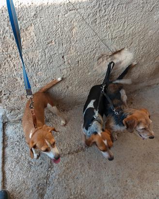 Cani da caccia 2 femmine e 1 maschio sterilizzato
