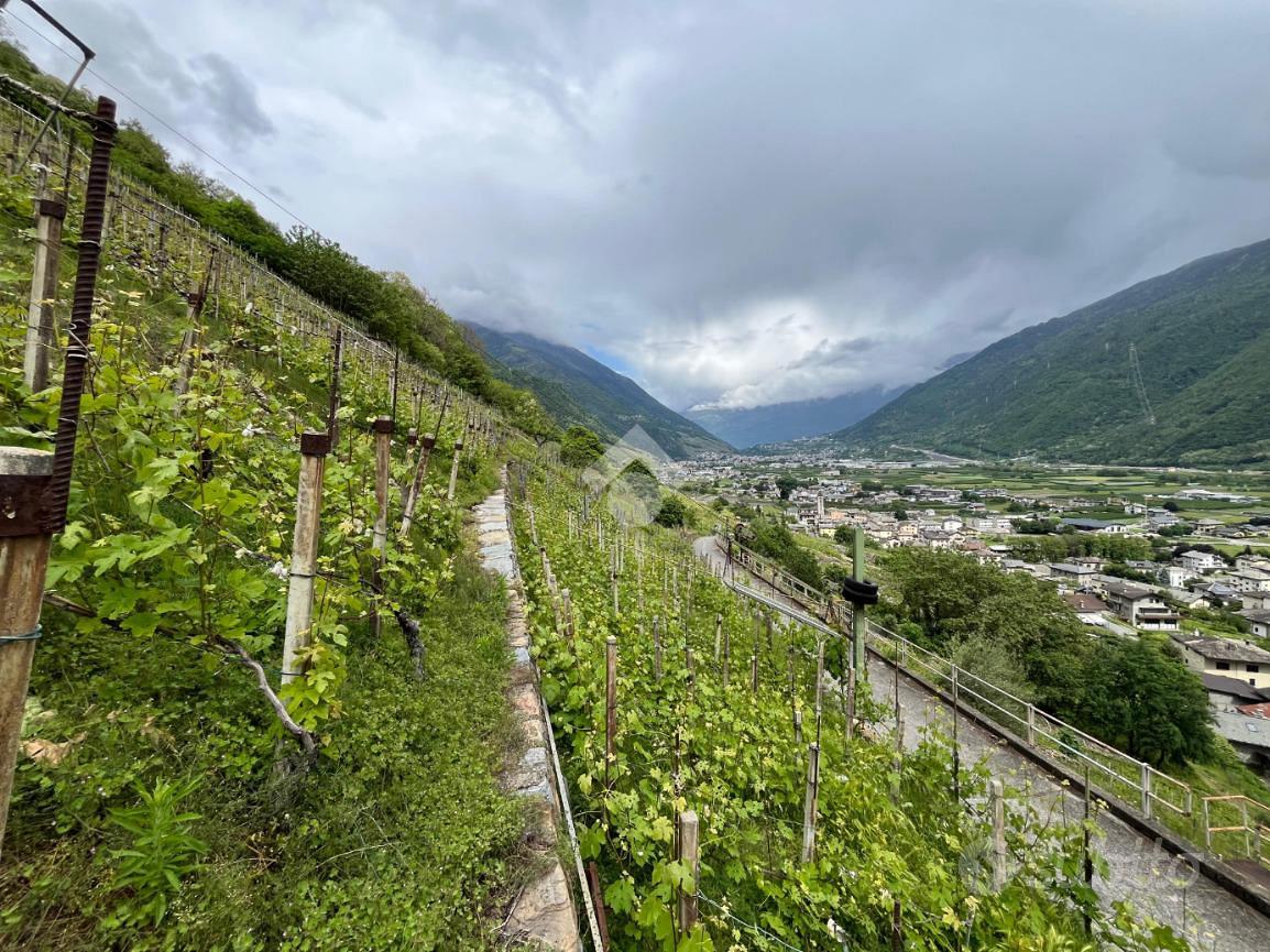 TER. AGRICOLO A VILLA DI TIRANO - Vista 2