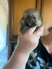 Spitz Pomerania Nano