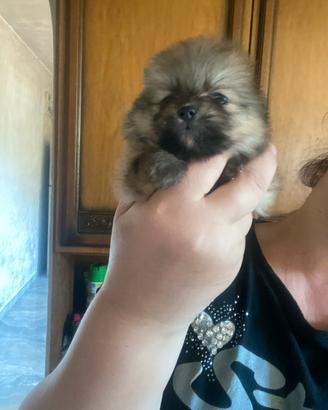 Spitz Pomerania Nano