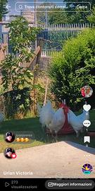 Gallo e galline Livornese 