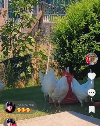Gallo e galline Livornese 