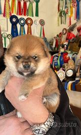 Shiba inu cuccioli