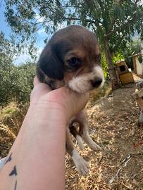 Cane da caccia