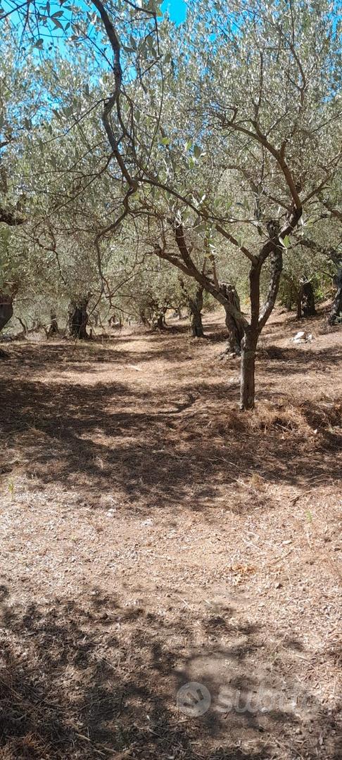 Terreno uliveto - Vista 2