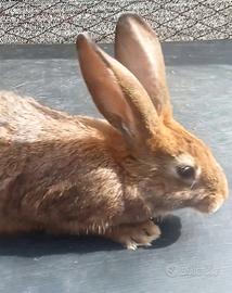Maschio Coniglio Leprino Viterbese