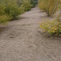 Terreno micronizzato tartufo 6400mq