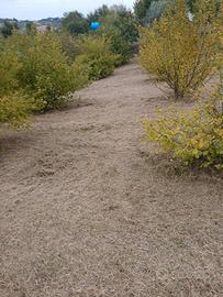 Terreno micronizzato tartufo 6400mq