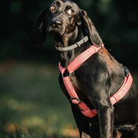 Rocco sogna una vita fuori dal box