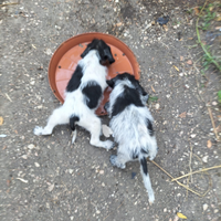 Cuccioli da tartufo