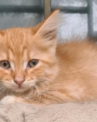 Gatti SIBERIANI ipoallergenici