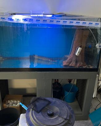 Acquario