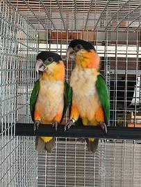Caicco testa nera