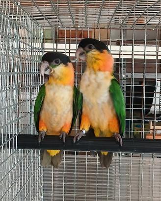 Caicco testa nera