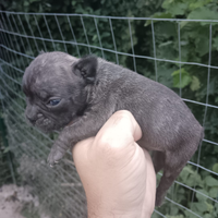 Cuccioli di bulldog disponibili
