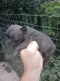 Cuccioli di bulldog disponibili