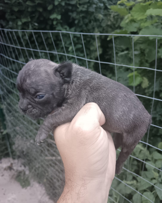 Cuccioli di bulldog disponibili