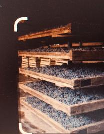 CANNICCI  per  seccare uva da VIN SANTO