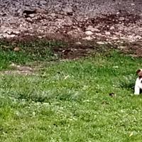 Cuccioli Jack Russell