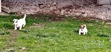 Cuccioli Jack Russell