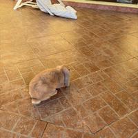 Coniglio ariete nano Minilop