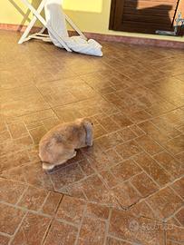 Coniglio ariete nano Minilop