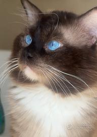Ragdoll adulto