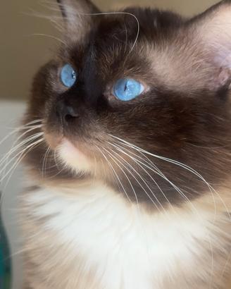 Ragdoll adulto