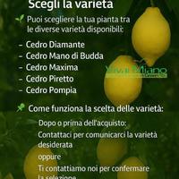Pianta di Cedro Made in Sicily-Scegli la varietà🌱