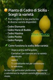 Pianta di Cedro Made in Sicily-Scegli la varietà🌱