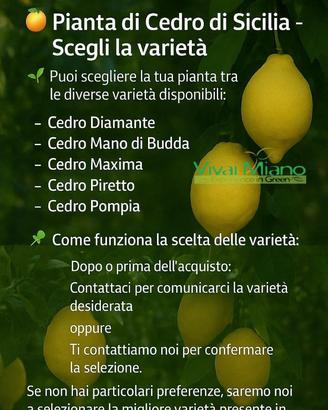 Pianta di Cedro Made in Sicily-Scegli la varietà🌱