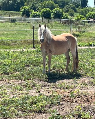 Cavallo Haflinger