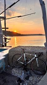 Focus izalco