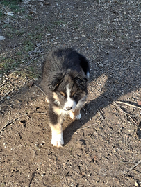 Cucciolo di pastore australiano