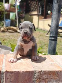 Pitbull tricolor e blue nose