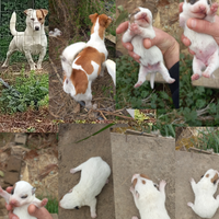 Cuccioli Jack russell