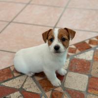 Jack Russell pedigree Enci