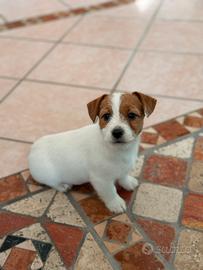 Jack Russell pedigree Enci