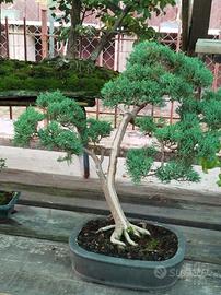Bonsai di juniperus chinensis